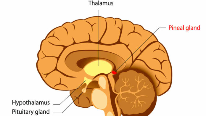 Fungsi Kelenjar Pineal yang Ada di Otak untuk Tubuh