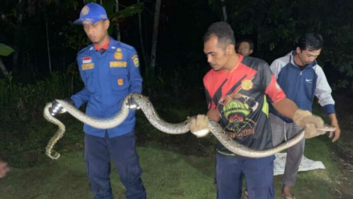 Kerap Memangsa Ayam Warga, Petugas Damkar Banjarsari Ciamis Tangkap Ular Piton