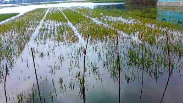 Sungai Citanduy Sawah Terendam