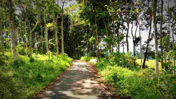 Cerita mistis kebun