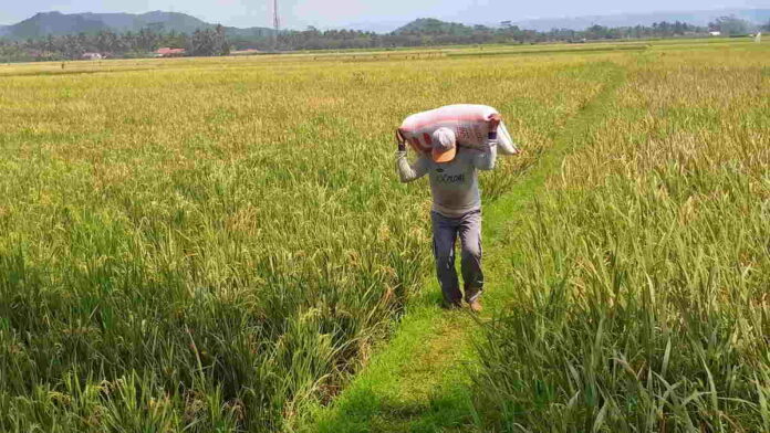 Jika Gagal Panen, Petani di Kota Banjar Dapat Ganti Rugi