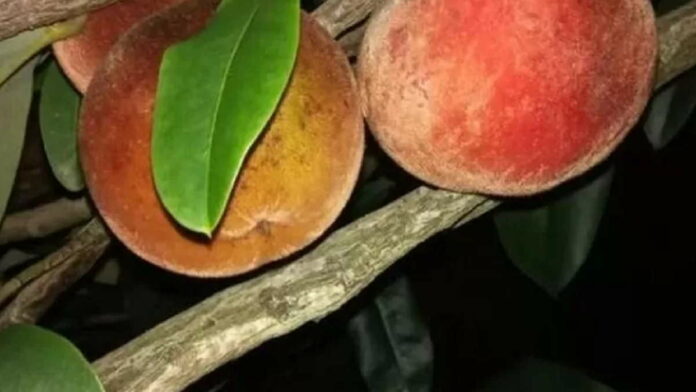 Manfaat Buah Bisbul untuk Kesehatan Tubuh Termasuk Jantung