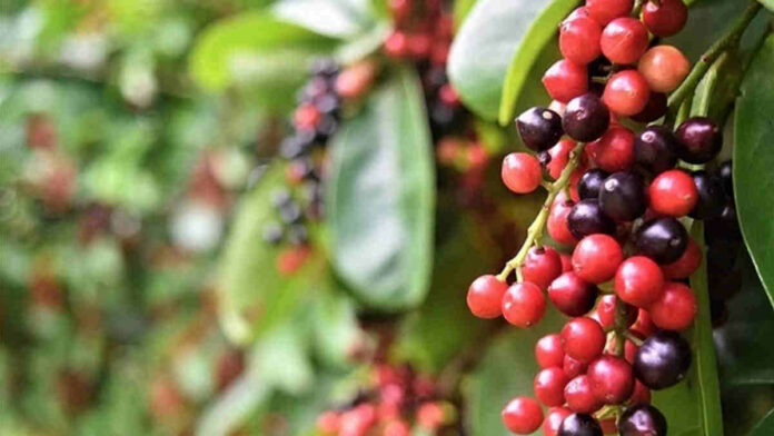 Manfaat Buah Buni dari Pohon Langka Berkhasiat Tinggi