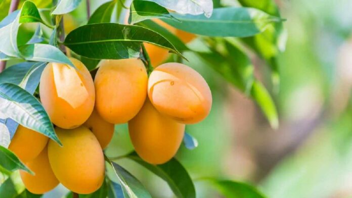 Manfaat Buah Gandaria, Menutrisi Kulit hingga Menjaga Paru-Paru