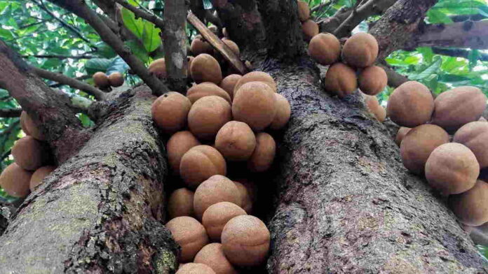 Manfaat Buah Kepel dengan Berbagai Kandungan Didalamnya