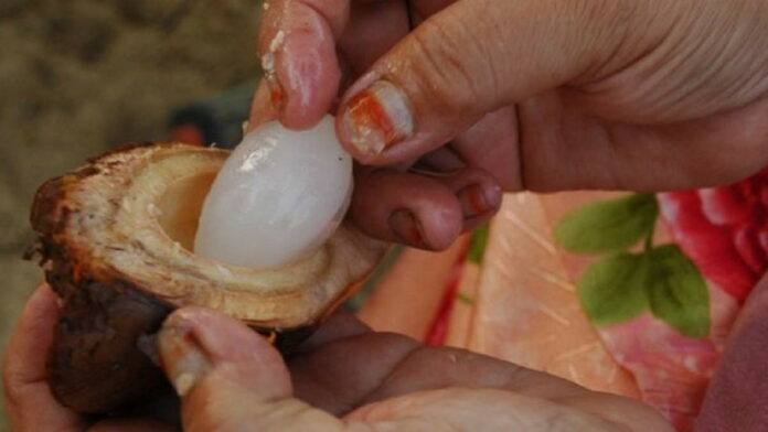 Manfaat Buah Nipah untuk Kesehatan yang Perlu Anda Tahu