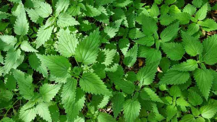 Manfaat Daun Jelatang, Mengatasi Arthritis Hingga Pendarahan