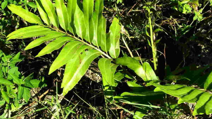Manfaat Daun Warakas Termasuk Menjaga Kekebalan Tubuh