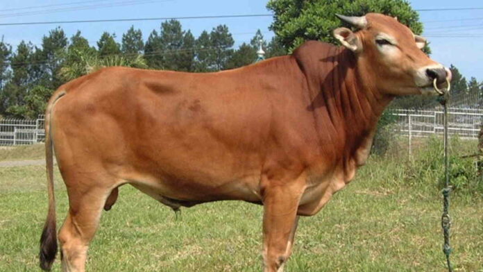 Peternak Asal Panawangan Ciamis Siapkan 200 Ekor Sapi untuk Idul Adha