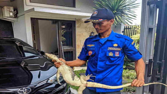 Petugas Damkar Kota Banjar Evakuasi Biawak Masuk ke Dalam Atap Rumah