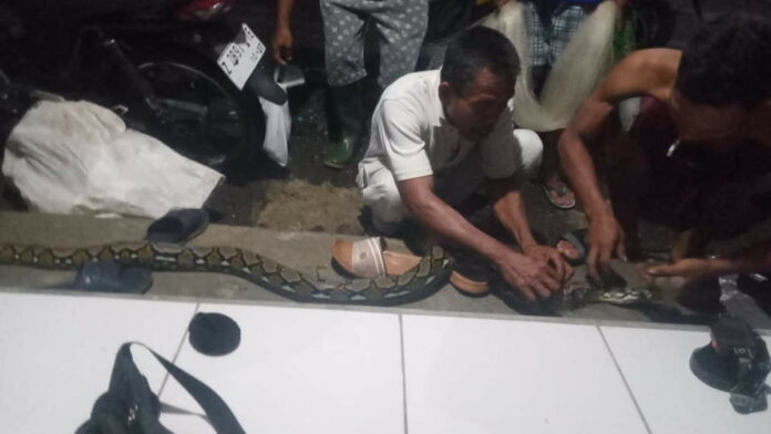 Saat Mengungsi, Warga Desa Sidarahayu Ciamis Tangkap Ular Piton