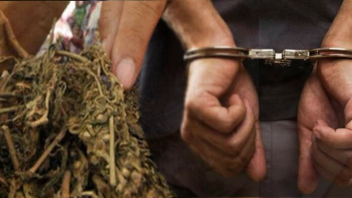 Simpan Ganja di Kosan, Mahasiswa di Tasikmalaya Diamankan Petugas