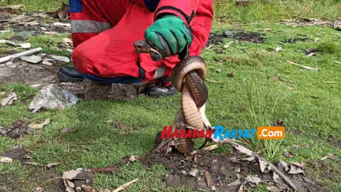 Tangkap Ular Kobra