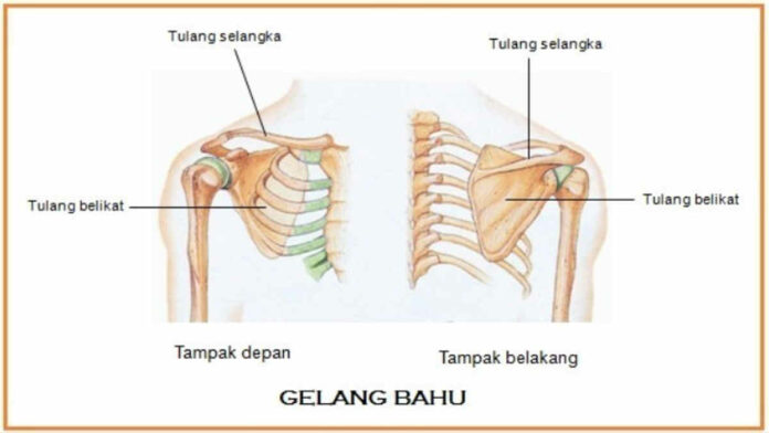 Tulang Bahu Manusia, Definisi, Fungsi, dan Gangguannya