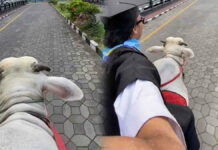 Wisudawan Naik Sapi
