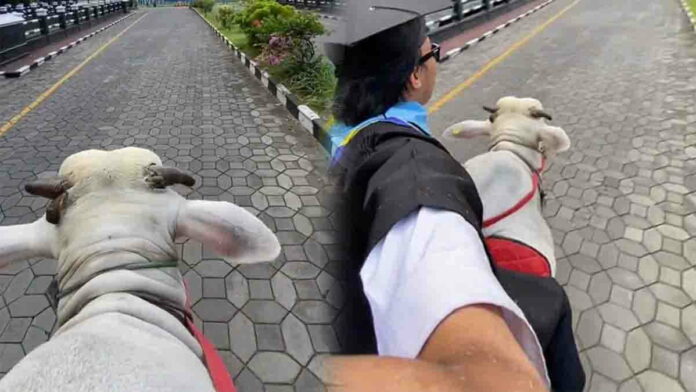 Wisudawan Naik Sapi