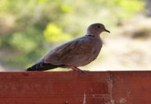 Arti Mimpi Burung Perkutut Masuk Rumah