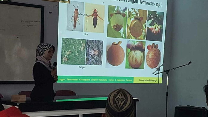 Dinas Pertanian Ciamis Gelar Bimtek Budidaya Manggis