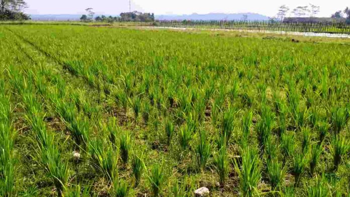Puluhan Hektar Sawah Kekeringan