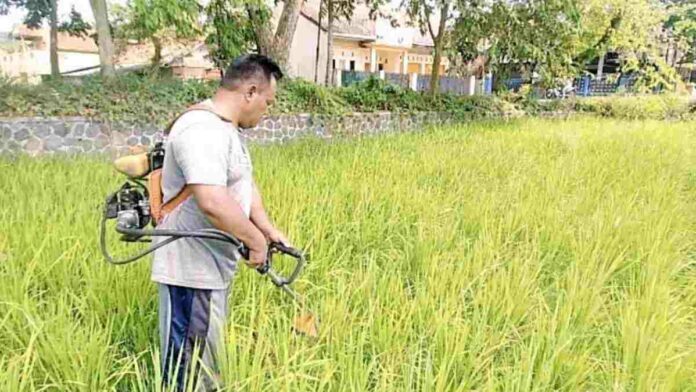 Sawah Banjar kekeringan