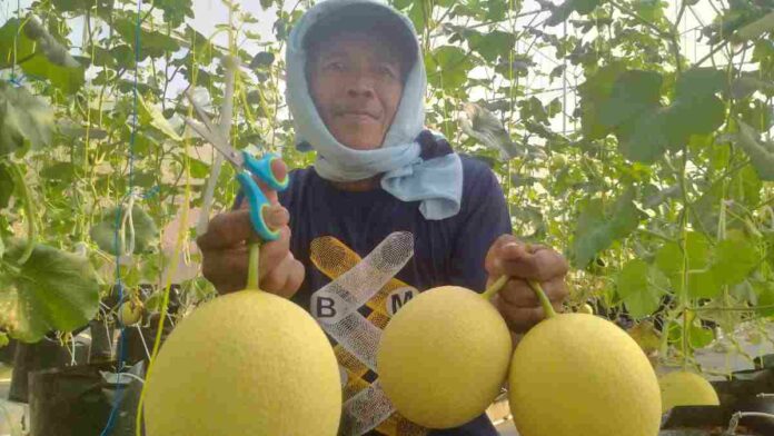 Budidaya Melon Inthanon