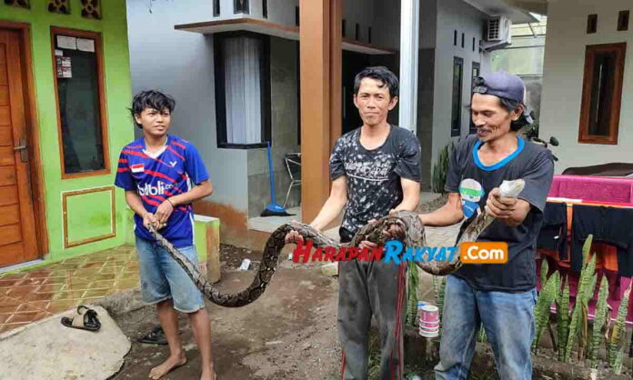 Memangsa Ternak Warga