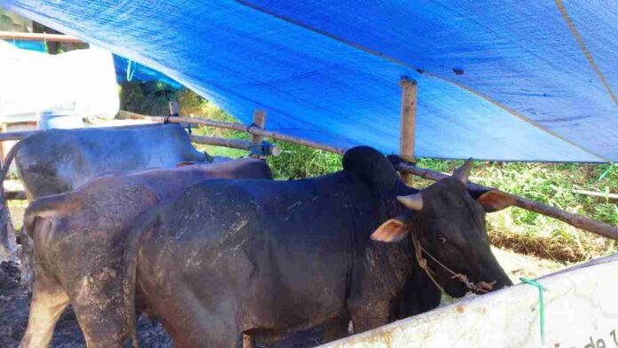 Pedagang sapi di Ciamis
