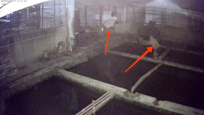 Pencurian Ikan di Tasikmalaya