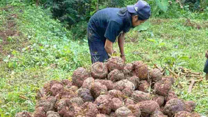 Harga Jual Porang