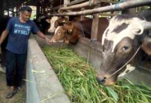 Peternak Sapi di Kota Banjar