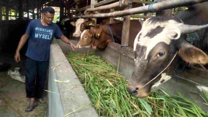 Peternak Sapi di Kota Banjar