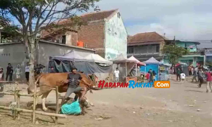Sapi Kurban Ngamuk