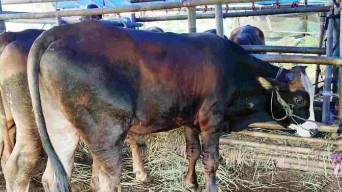 Sapi Lokal Terbaik