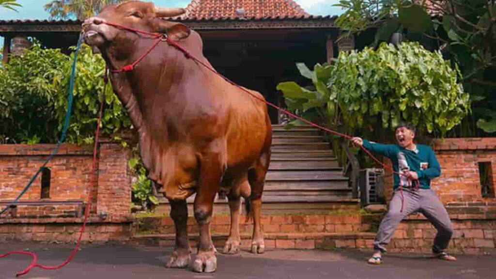 Sapi Wariso Irfan Hakim