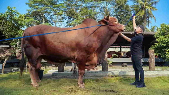 Sapi Wariso Irfan Hakim