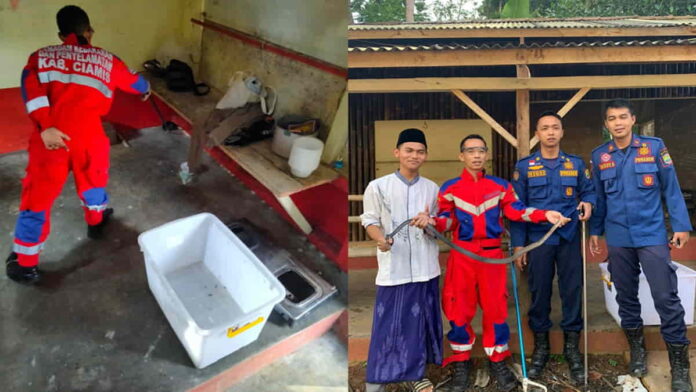 Ular Masuk Sekolah di Ciamis