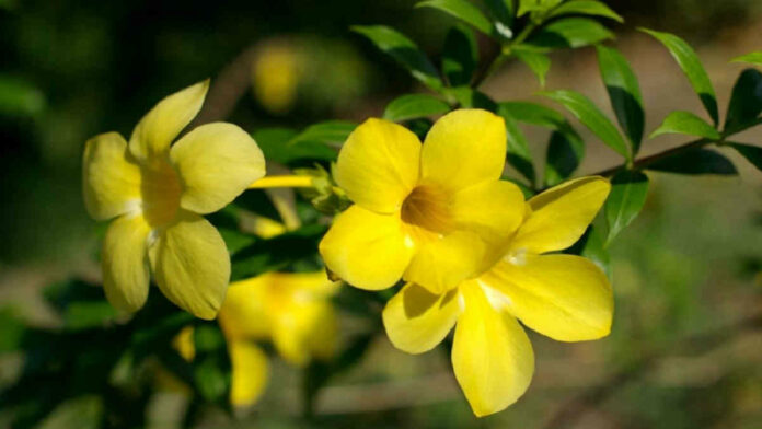 Cara Budidaya Bunga Allamanda
