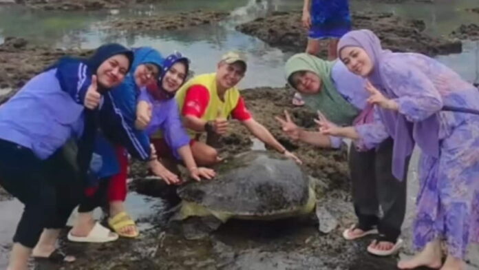 Penyu hijau yang terdampar di pantai Sindangkerta