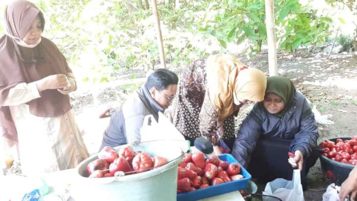 Panen Jambu Air Madu Unggulan Agrowisata Kota Banjar, Petani Cuan Melimpah