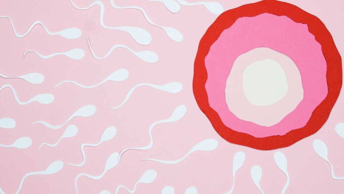 Perbedaan Spermatogenesis dan Oogenesis