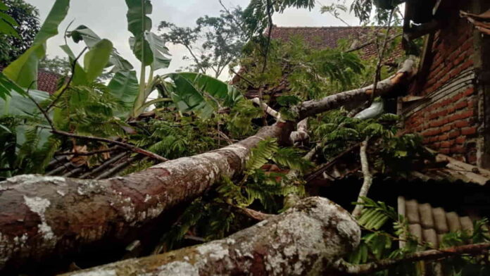 Pohon Petai Tumbang Rusak Rumah di Ciamis