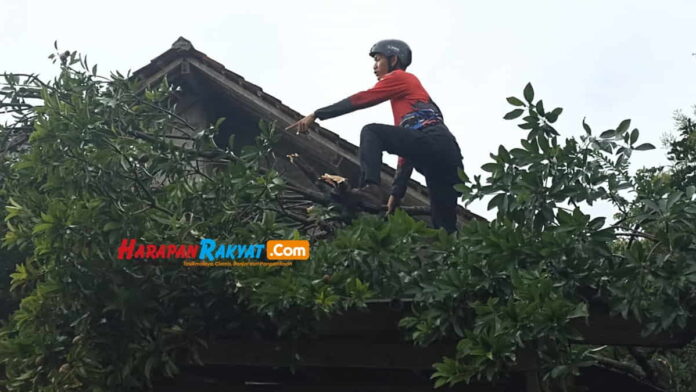 Pohon Sawo Tumbang di Sukamukti Pamarican Ciamis