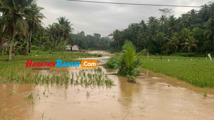 Puluhan hektar sawah-kolam di Utama Ciamis terendam banjir