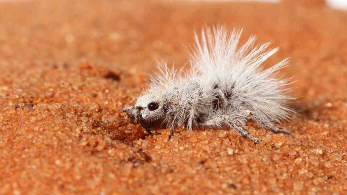 Semut Beludru Putih Thistledown