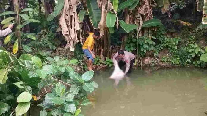 mengambang di kolam ikan