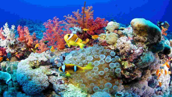 Warna Terumbu Karang