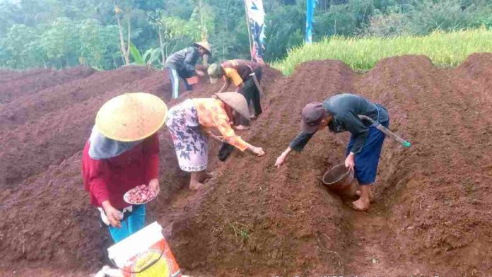 Petani bawang merah panen