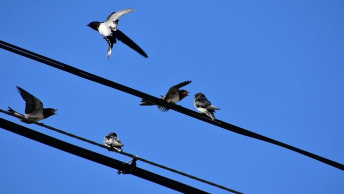 Burung Tidak Tersengat Listrik