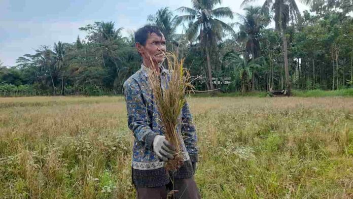 Dampak Musim Kemarau