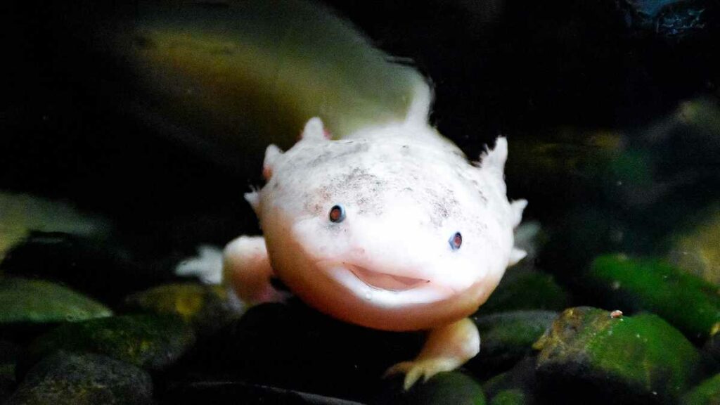 Hewan yang Bernapas dengan Kulit,